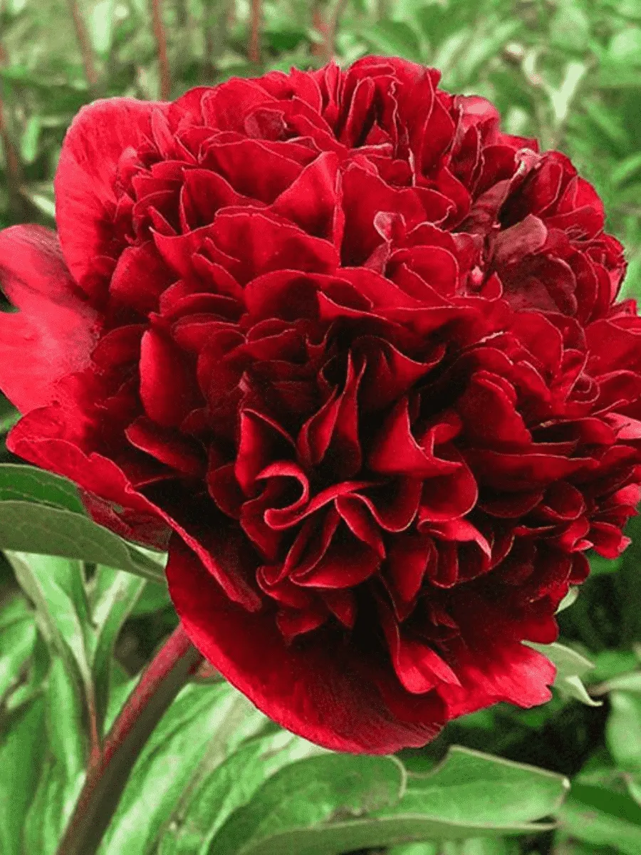 Пион Древовидный Red grass