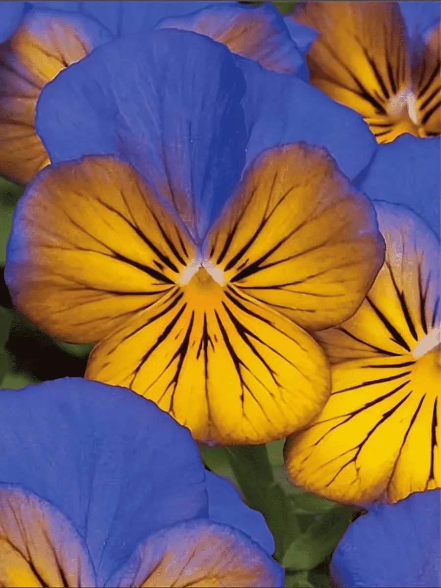 Виола рогатая Sorbet Morfo