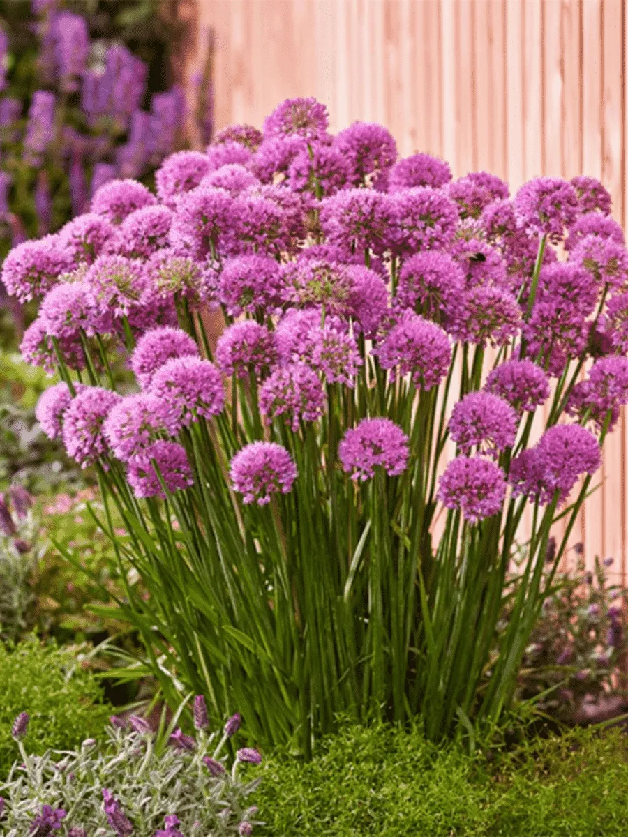 Лук Поливерт Лук Поливерт