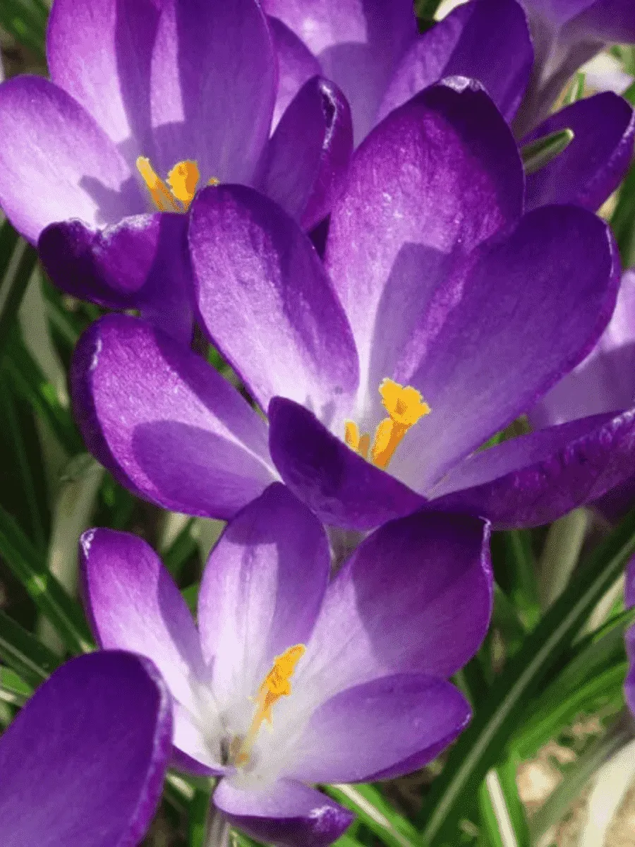 Крокус Ботанический Barr's Purple