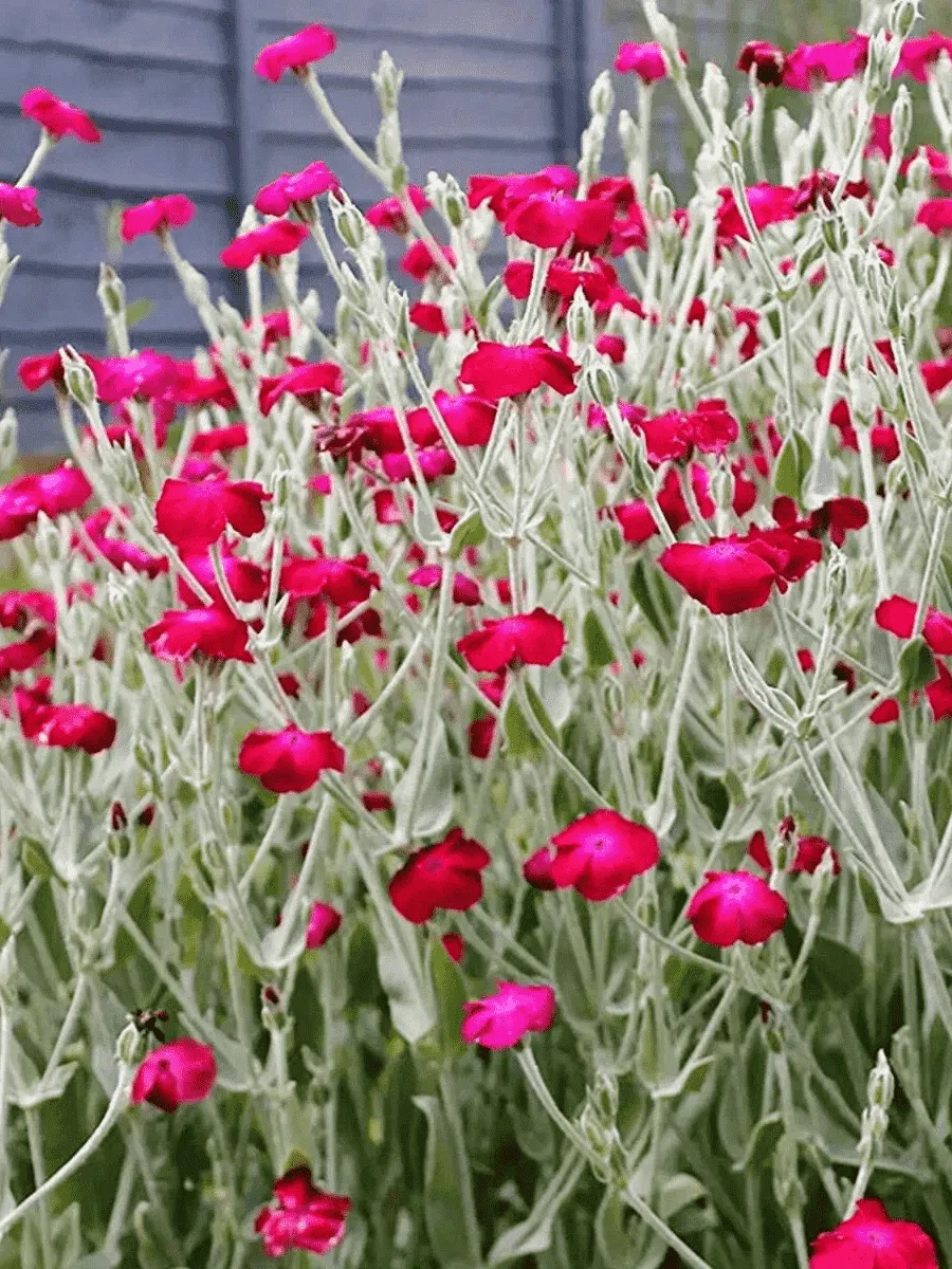 Лихнис корончатый Лихнис корончатый