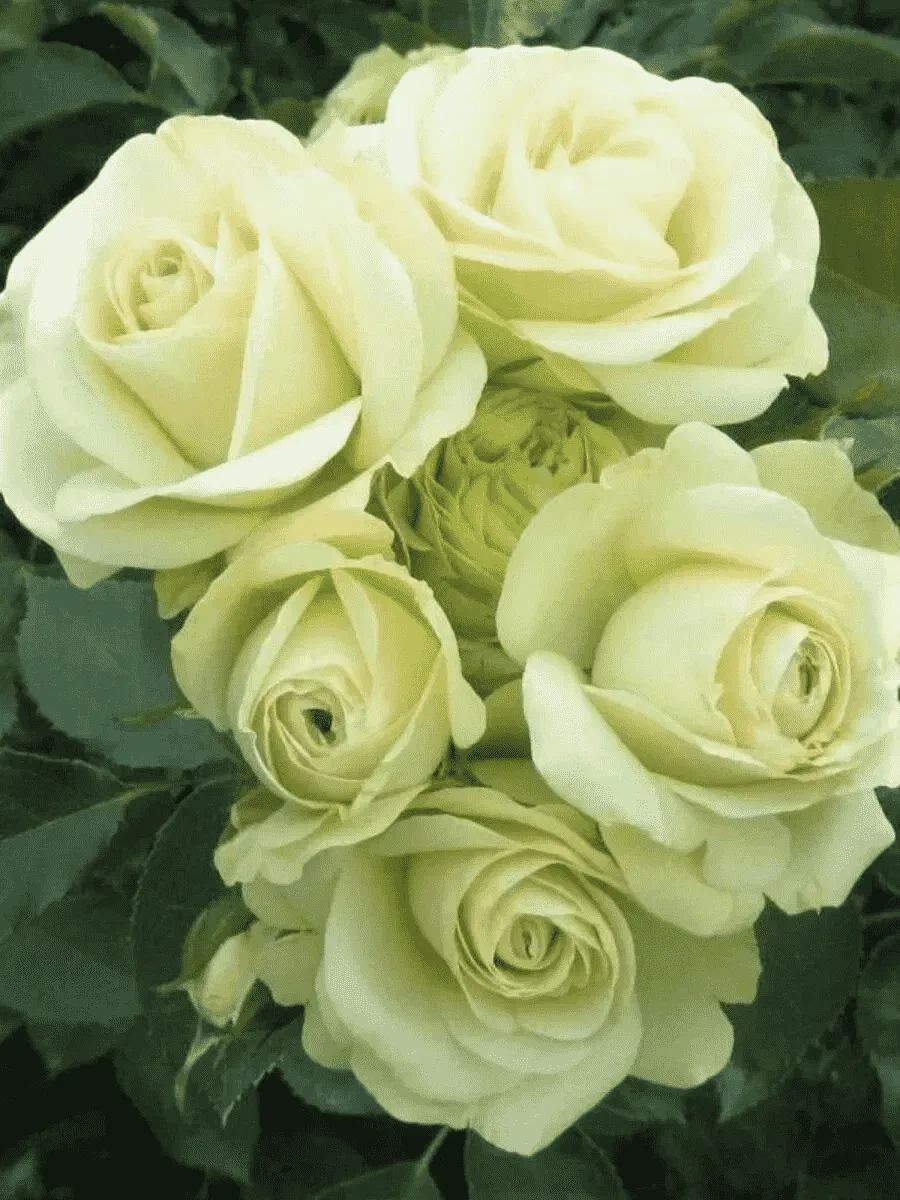 Роза Флорибунда Lovely Green