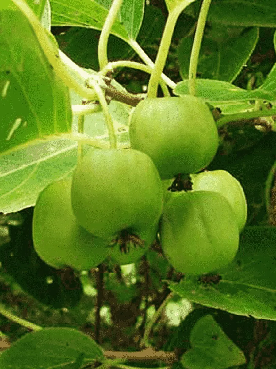 Актинидия джиральди Туземка Актинидия джиральди Туземка