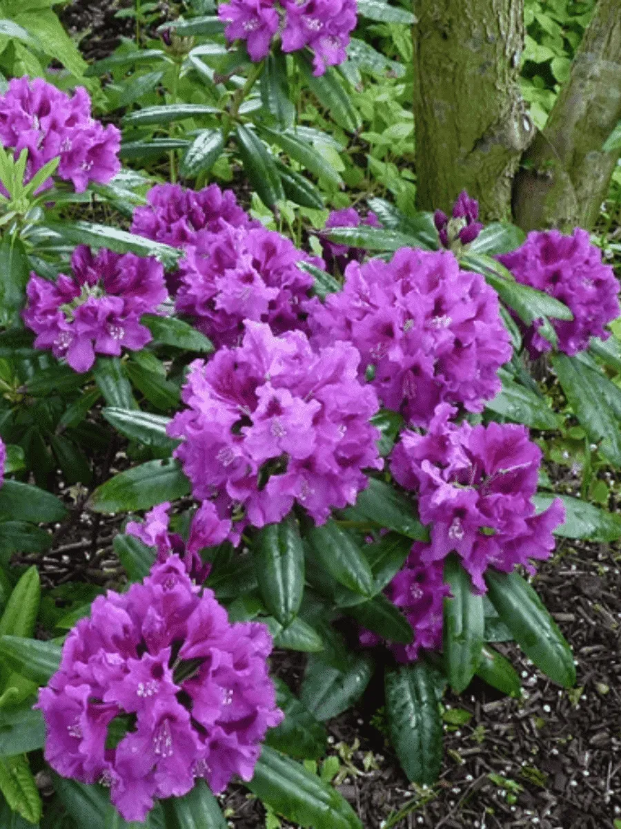 Рододендрон гибридный Rasputin