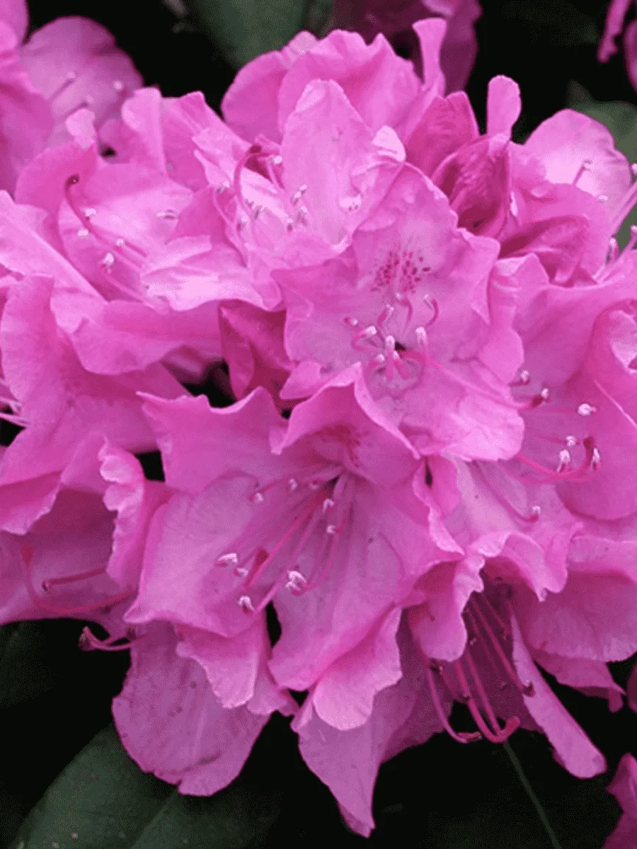 Рододендрон гибридный Metarose