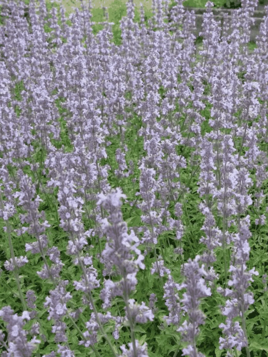 Котовник Фассена Gletschereis