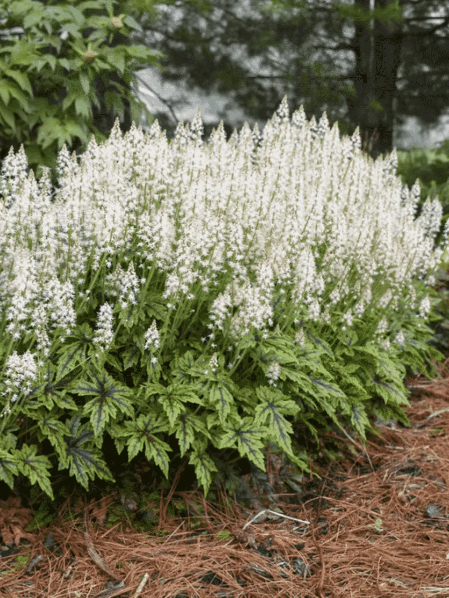 Тиарелла Тиарелла