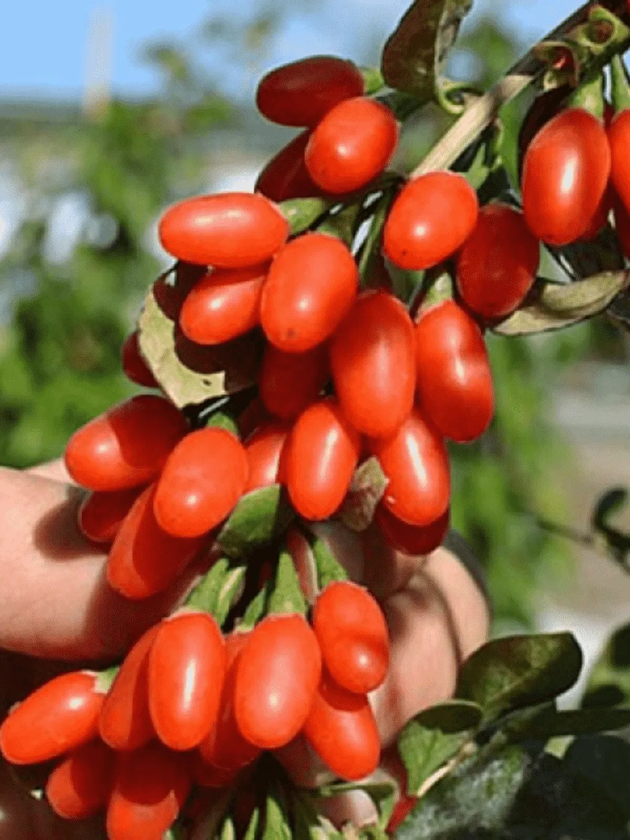 Годжи обыкновенная New Big Годжи обыкновенная New Big