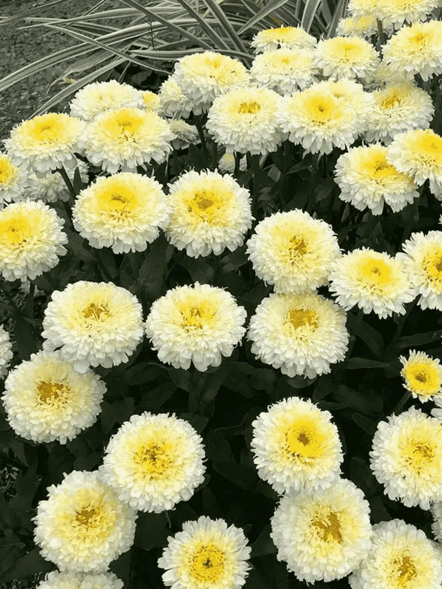 Нивяник гибридный Luna