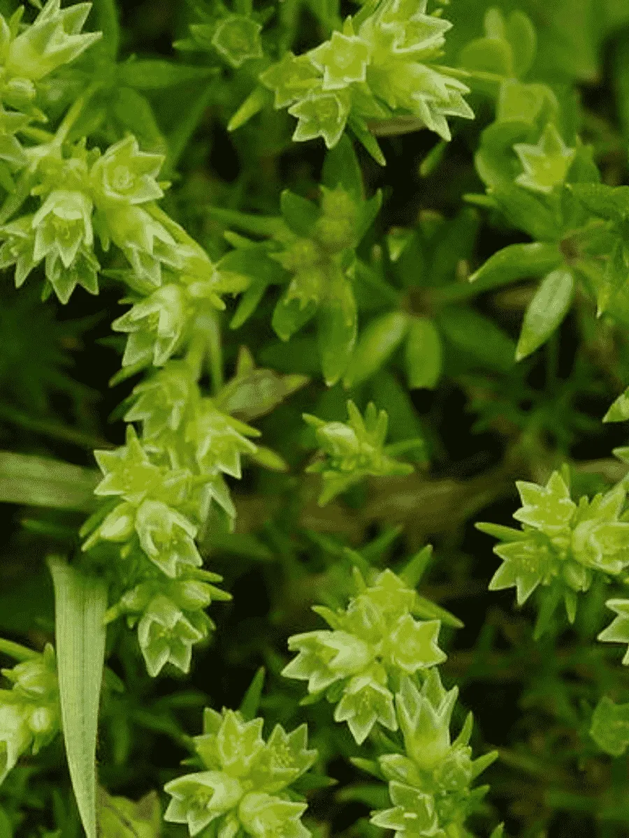 Дивала Дивала