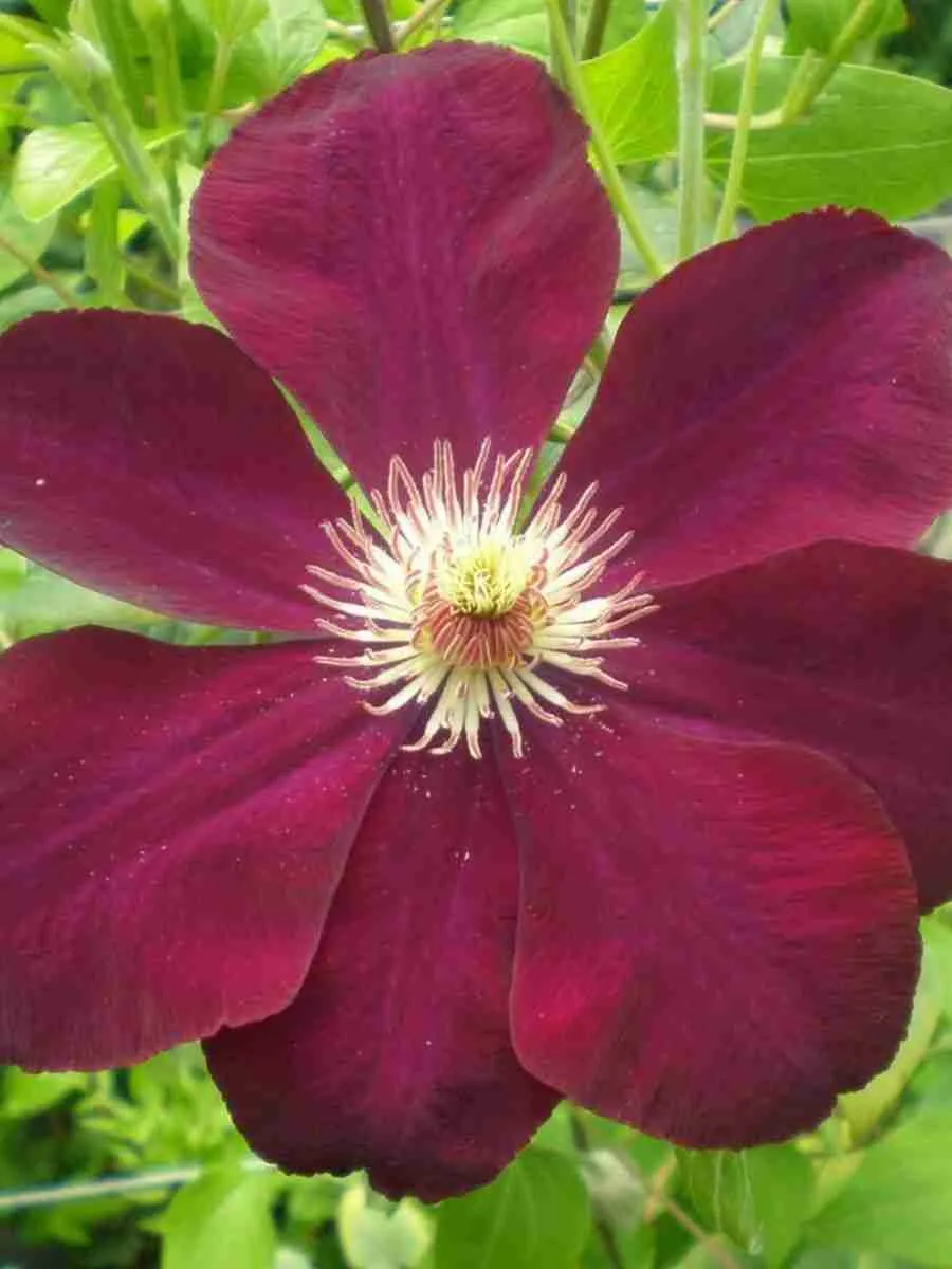 Клематис гибридный Mazowsze Клематис гибридный Mazowsze