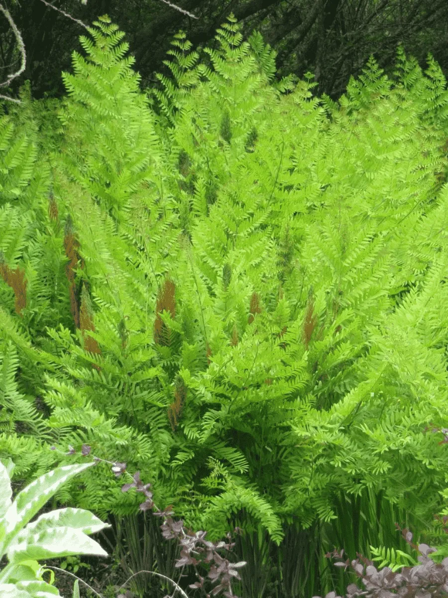 Папоротник Osmunda Purpurascens