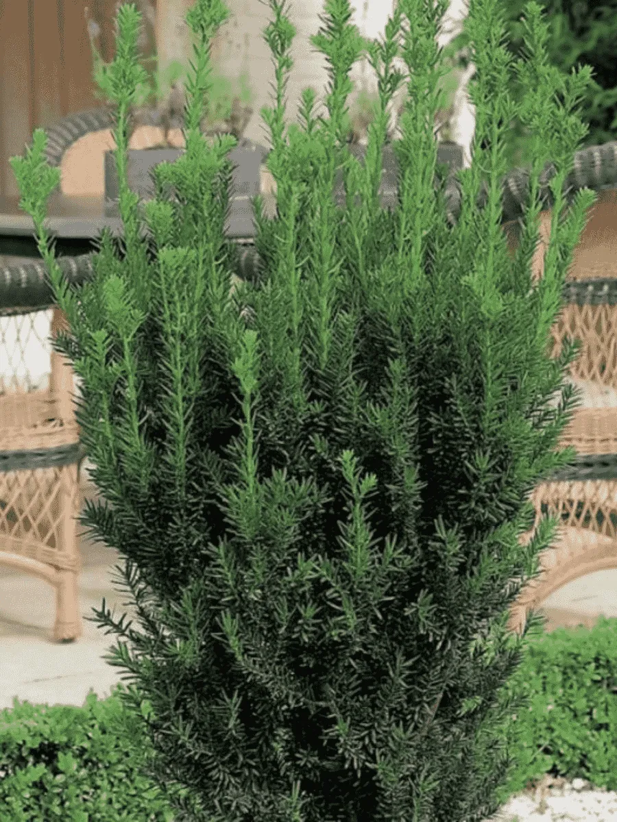 Тис средний Hillii Тис средний Hillii