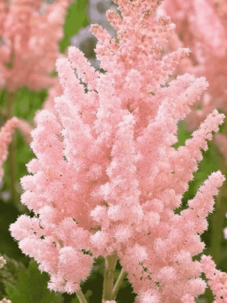 Астильба китайская Vision Inferno