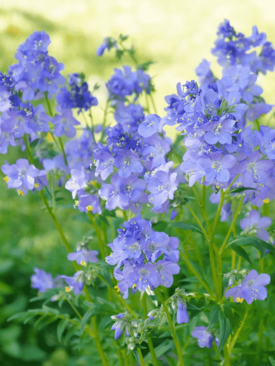 Синюха Синюха