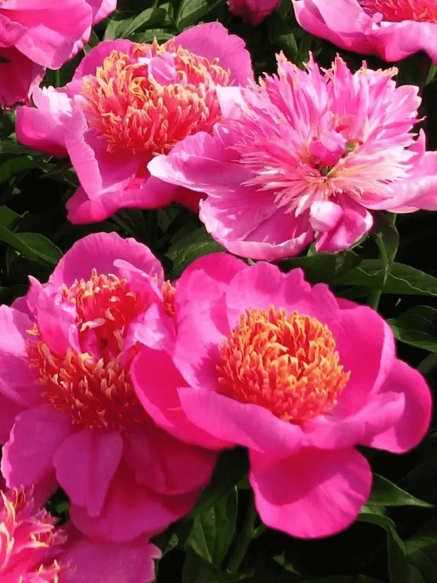 Пион Молочноцветковый Neon