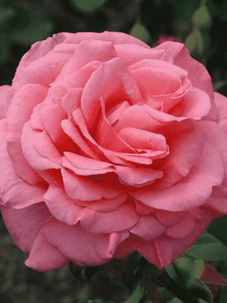 Роза Флорибунда First Kiss