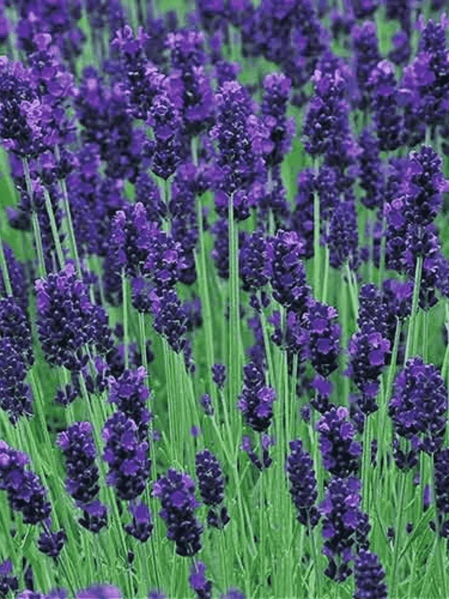 Лаванда узколистная Hidcote Compact Blue Лаванда узколистная Hidcote Compact Blue