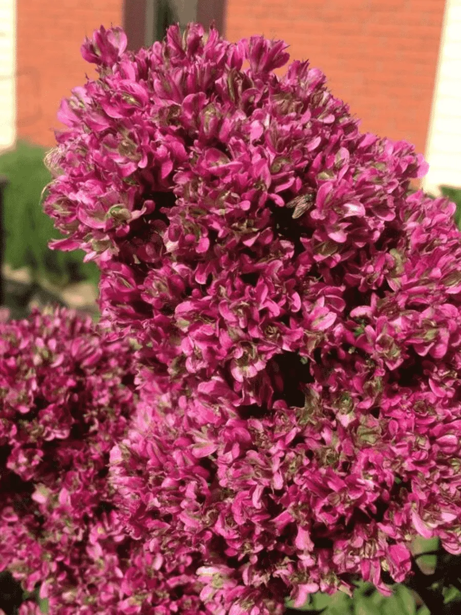 Флокс метельчатый Natural feelings