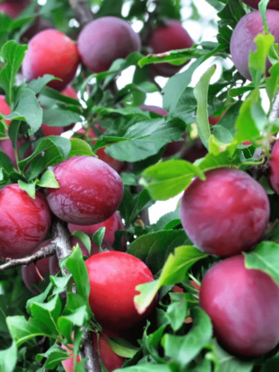 Алыча гибридная Путешественница Алыча гибридная Путешественница