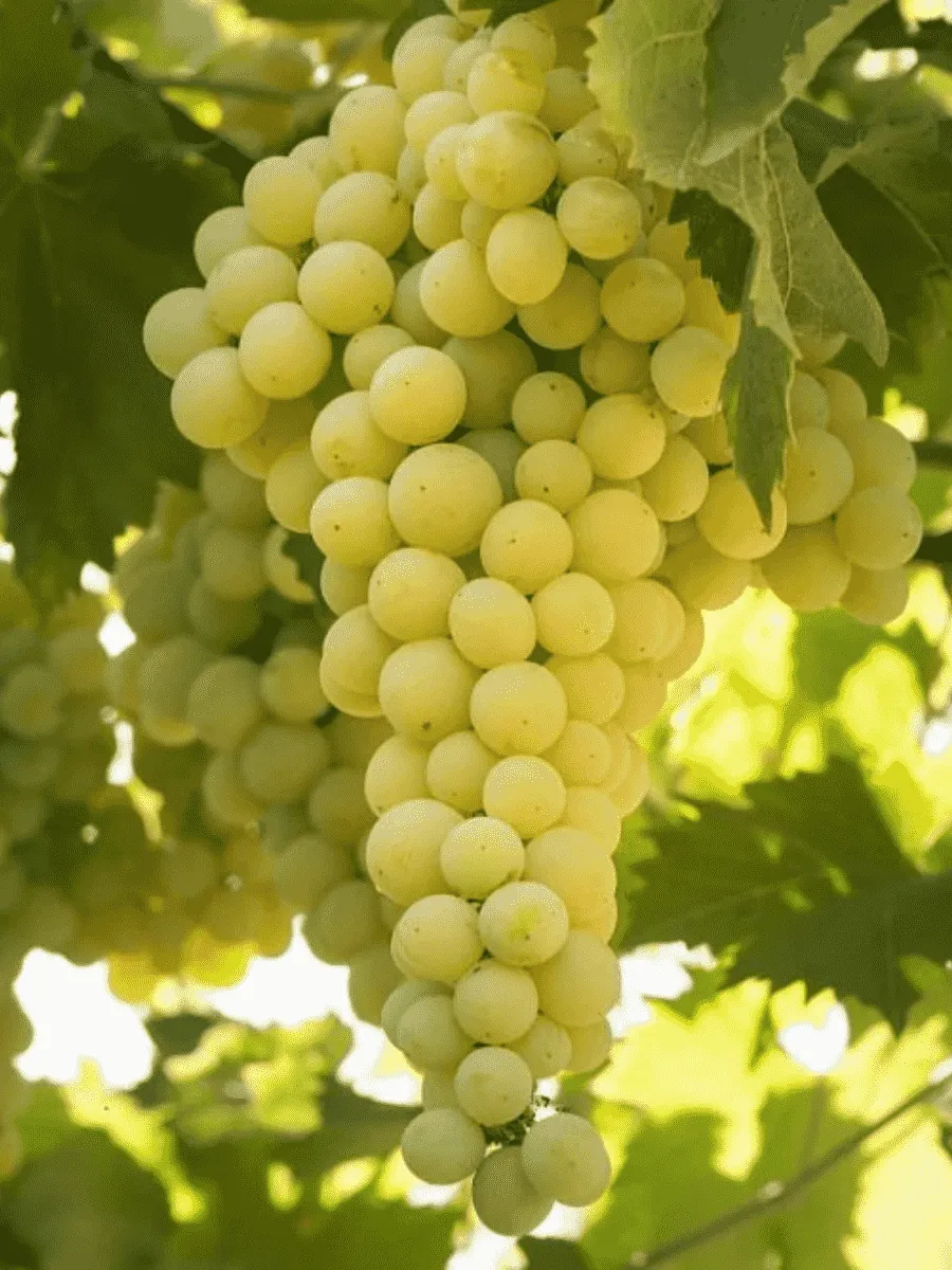 Виноград культурный Солярис Виноград культурный Солярис