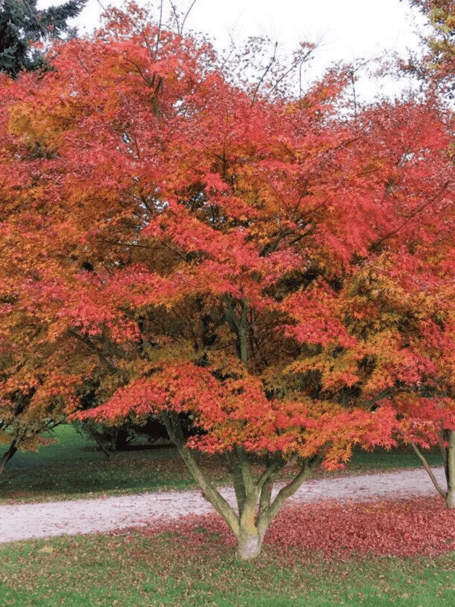 Клен татарский Гиннала Клен татарский Гиннала