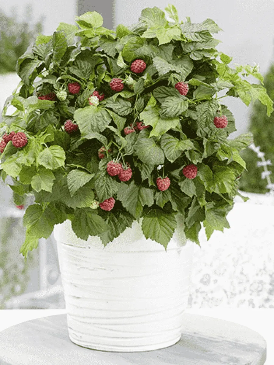 Малина карликовая Бон Бон Берри Ямми Малина карликовая Бон Бон Берри Ямми