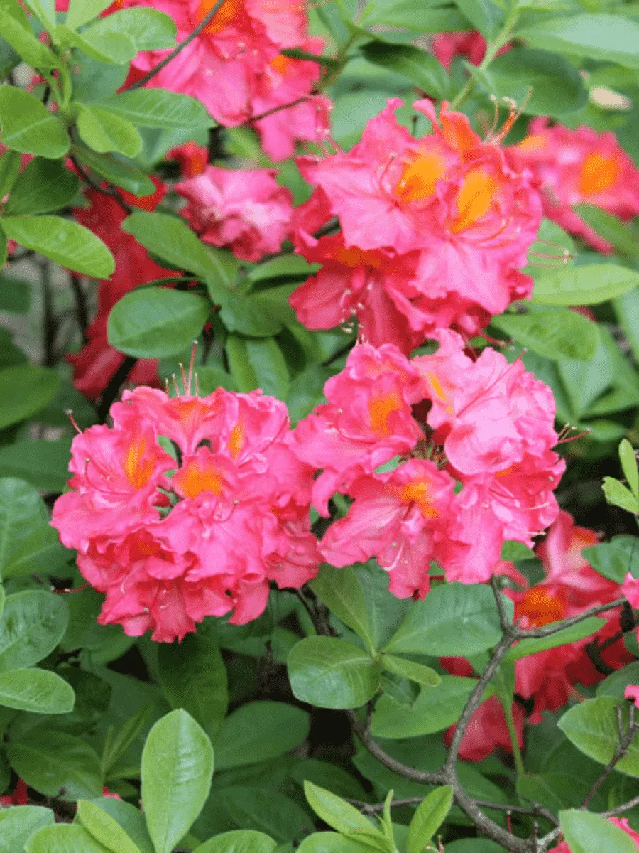 Азалия крупноцветковая Juanita Азалия крупноцветковая Juanita