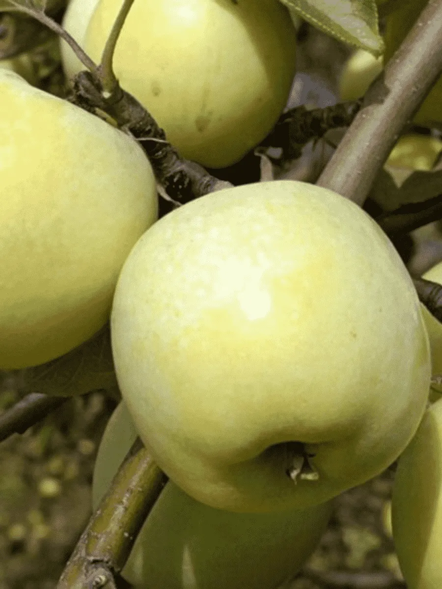 Яблоня Антоновка  обыкновенная