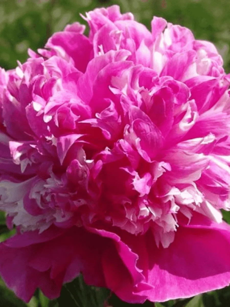 Пион Молочноцветковый Celebrity