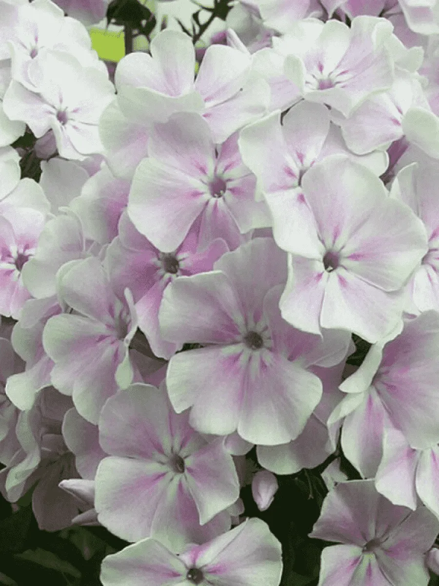 Флокс метельчатый Зимнее Утро