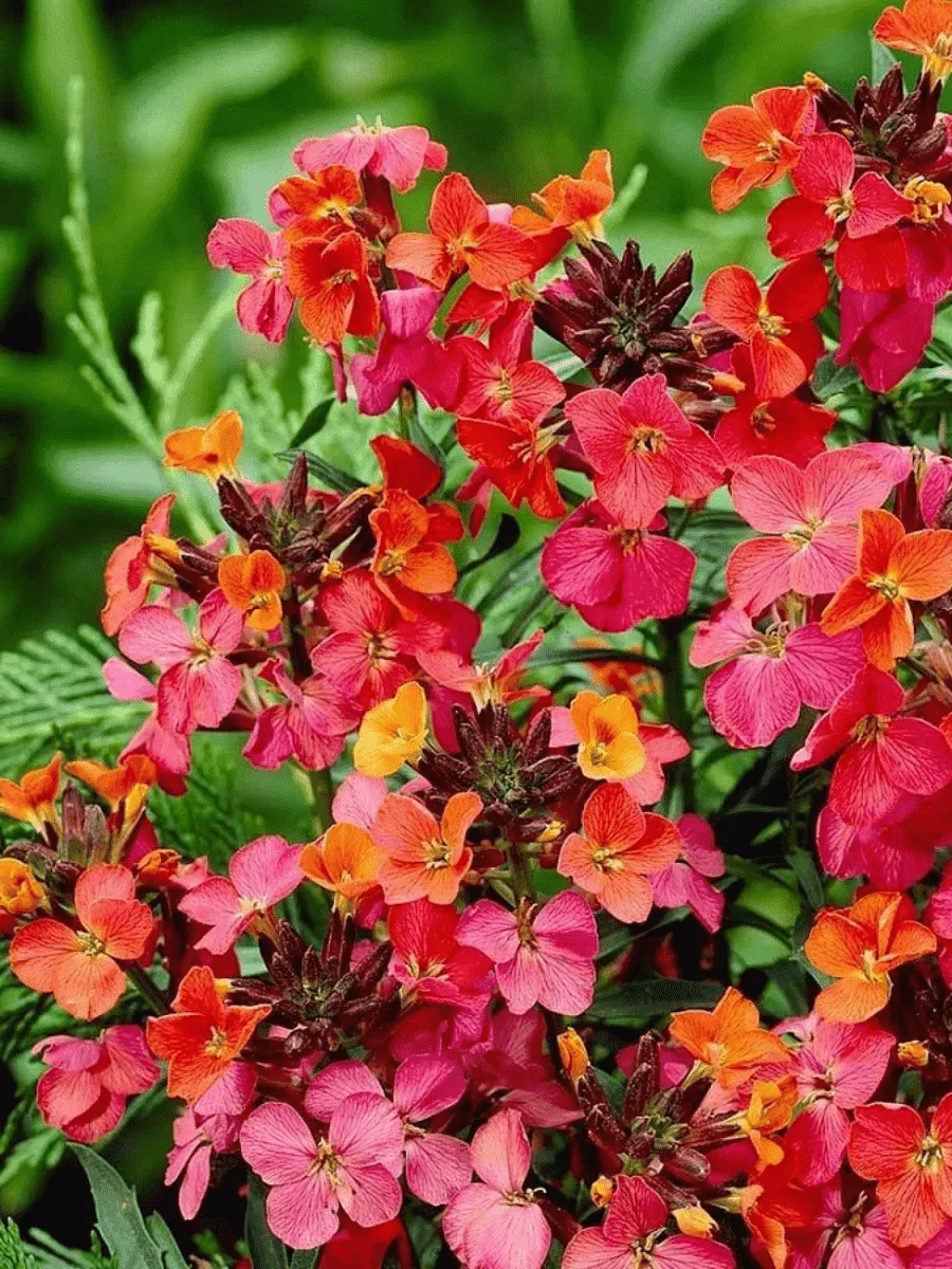 Желтушник льнолистный Constant Cheer