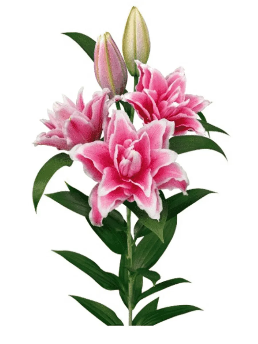 Лилия Roselily Bianca