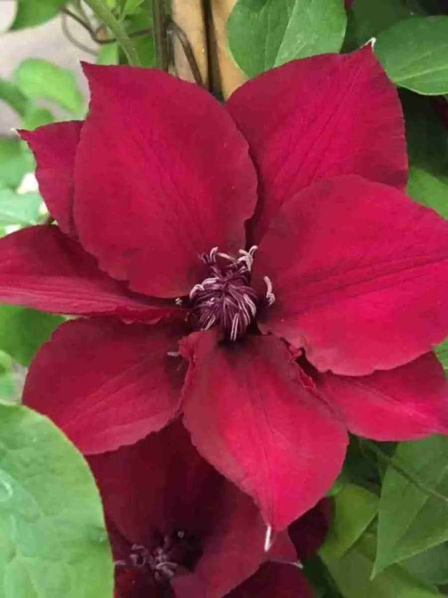 Клематис гибридный Perida Клематис гибридный Perida