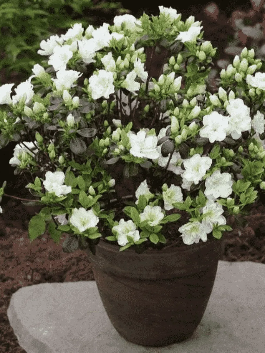 Азалия японская Schneeperle Азалия японская Schneeperle