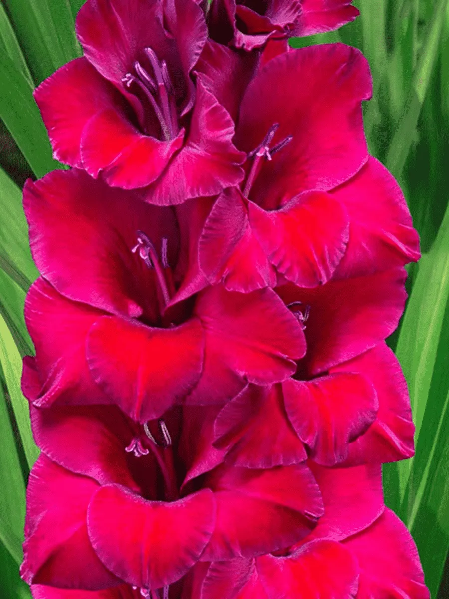 Гладиолус Don Luigi