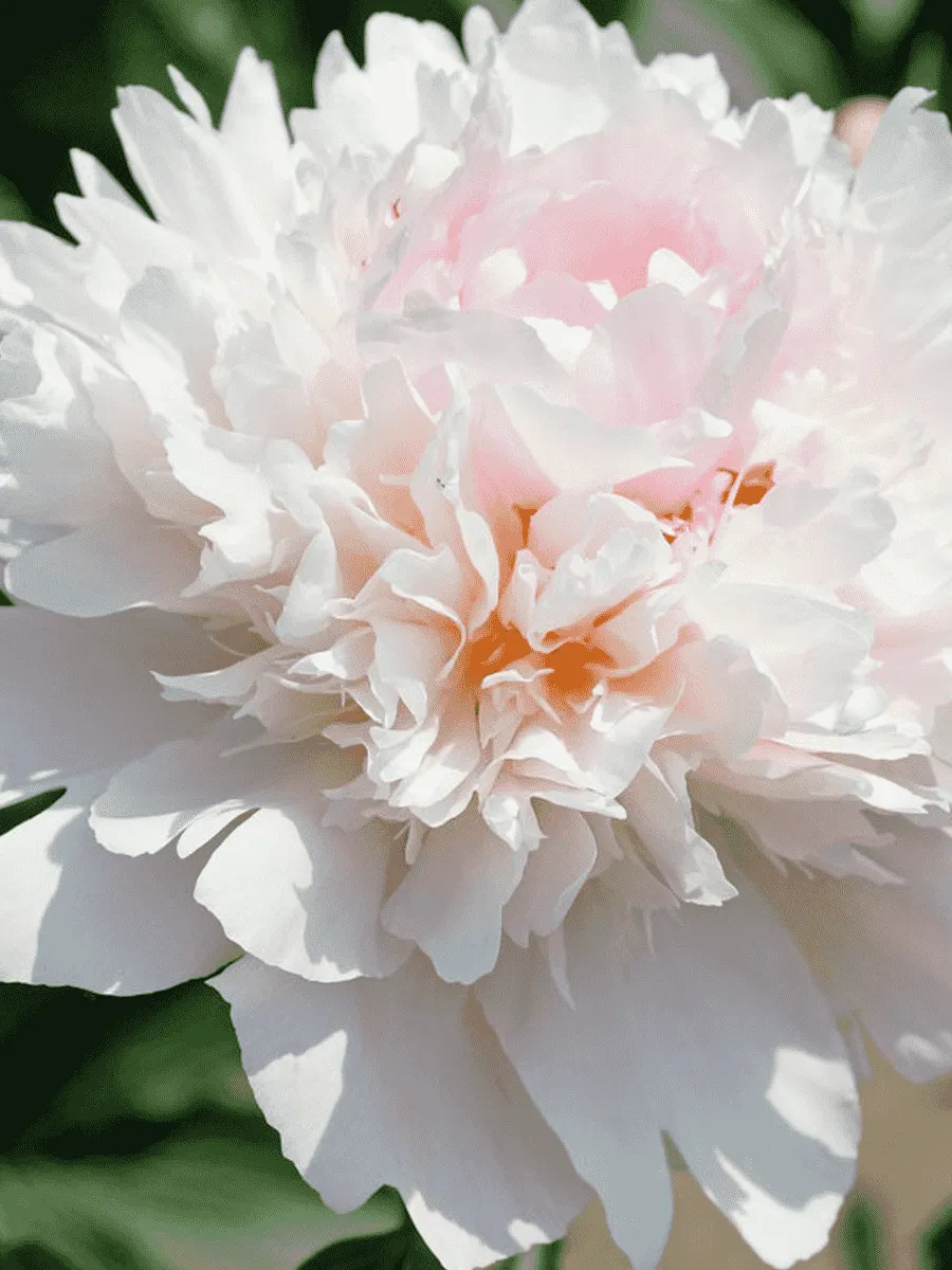 Пион Молочноцветковый Alertie