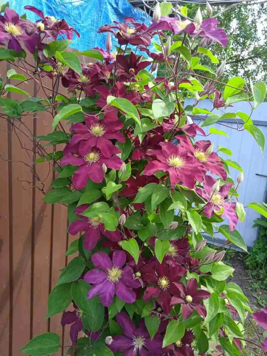 Клематис Jan III Sobieski