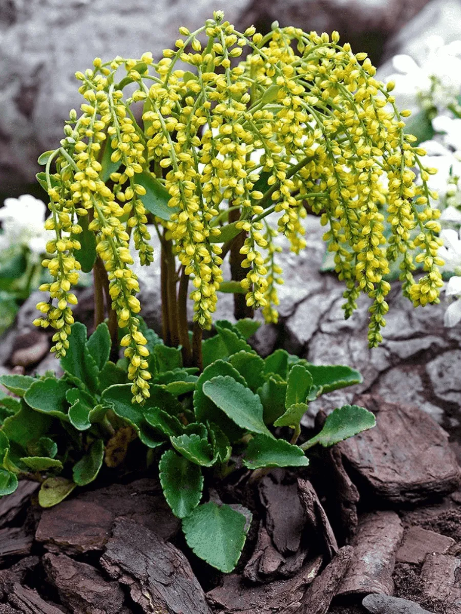 Хиастофиллум супротивнолистный