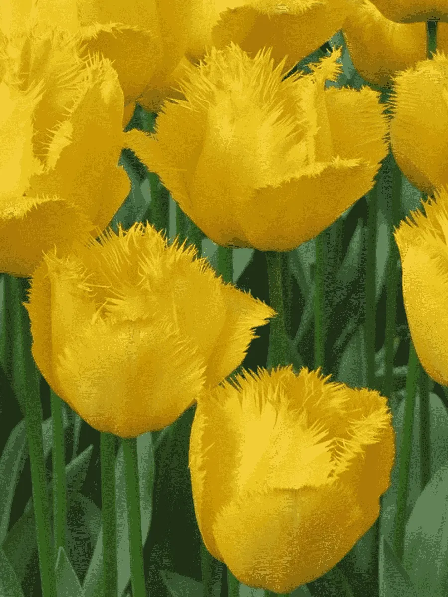 Тюльпан Crispy Mary