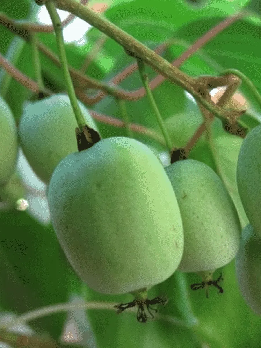 Актинидия коломикта Ленинградская крупноплодная Актинидия коломикта Ленинградская крупноплодная