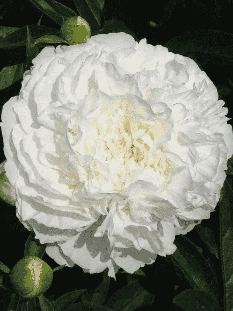 Пион Молочноцветковый Mothers Choice