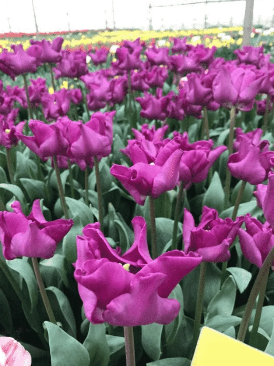 Тюльпан Crown of Negrita