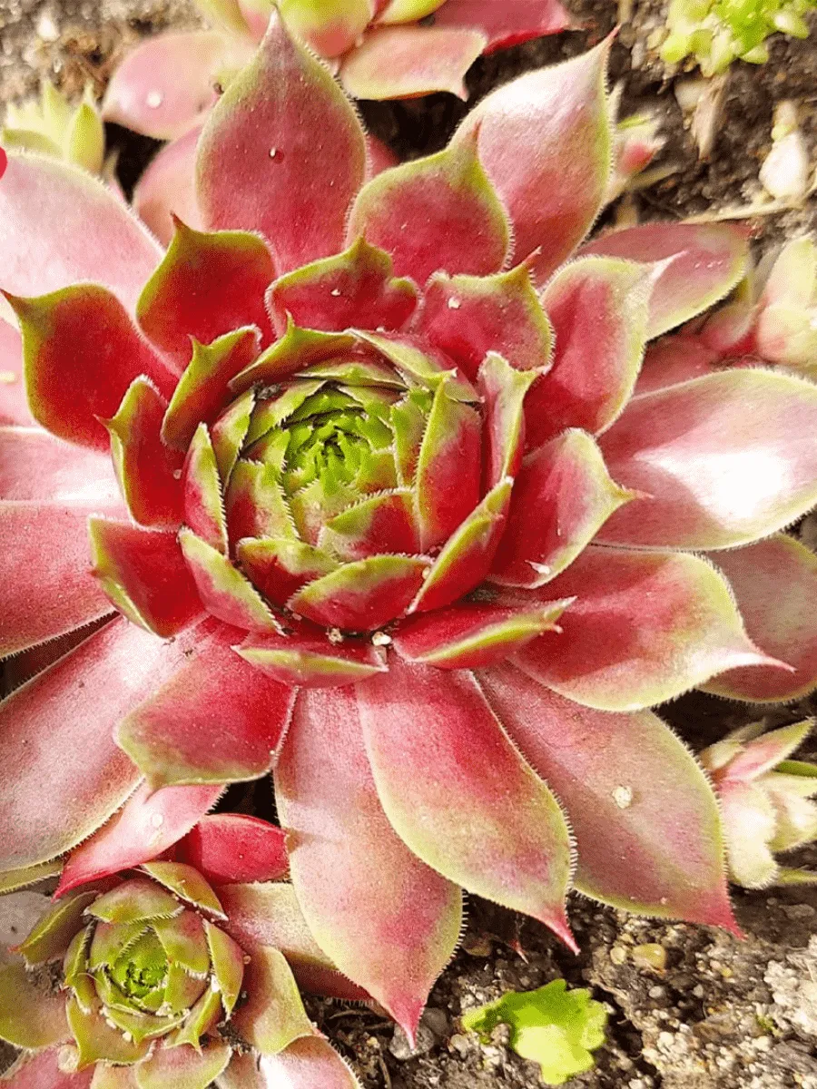 Молодило гибридное New Rose