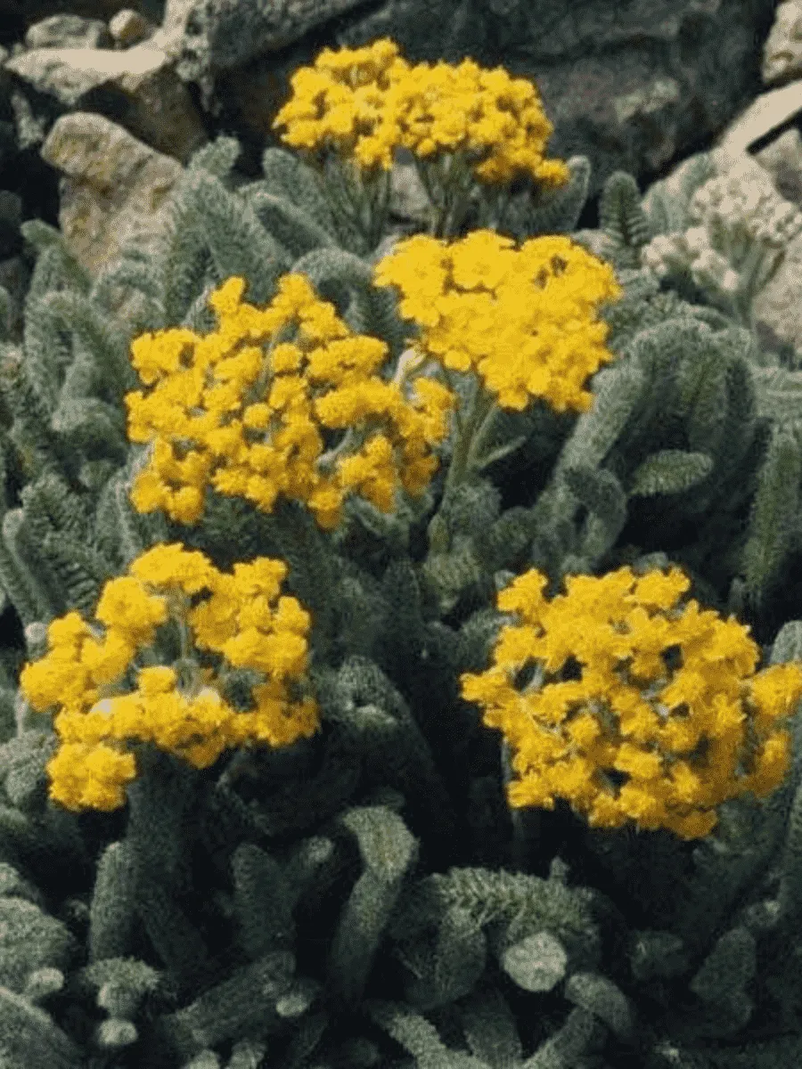 Тысячелистник войлочный Aurea Тысячелистник войлочный Aurea