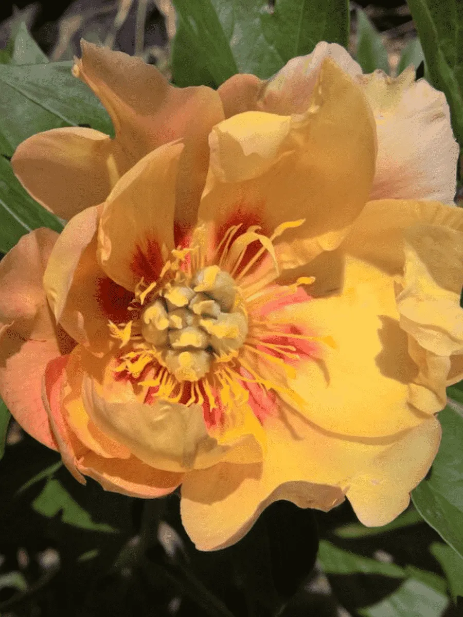 Пион ИТО Sonoma Monday