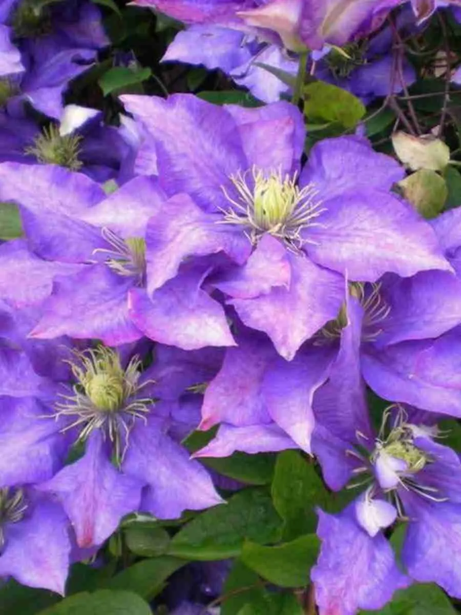 Клематис гибридный Daniel Deronda