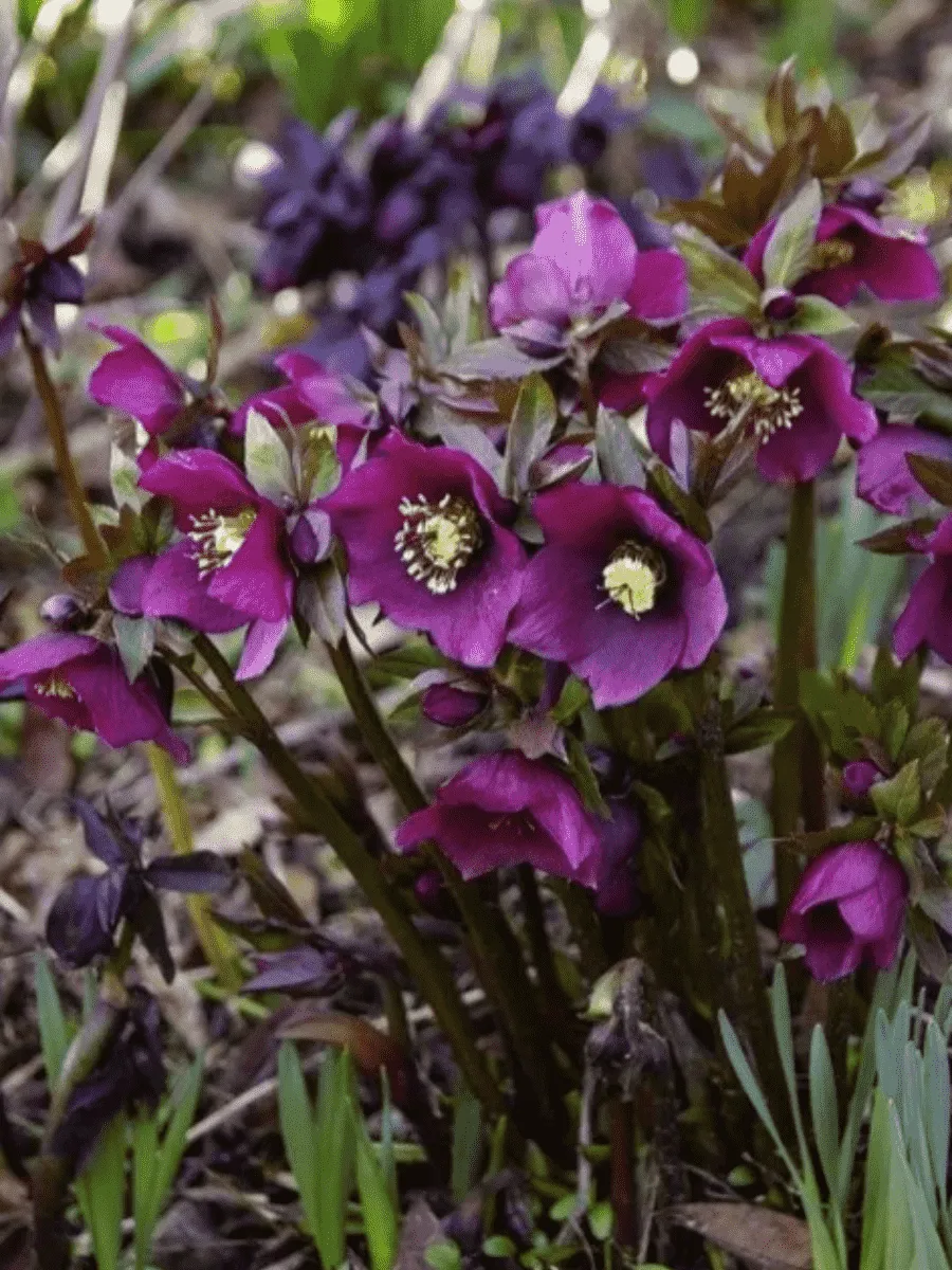 Морозник восточный Pretty Ellen Purple