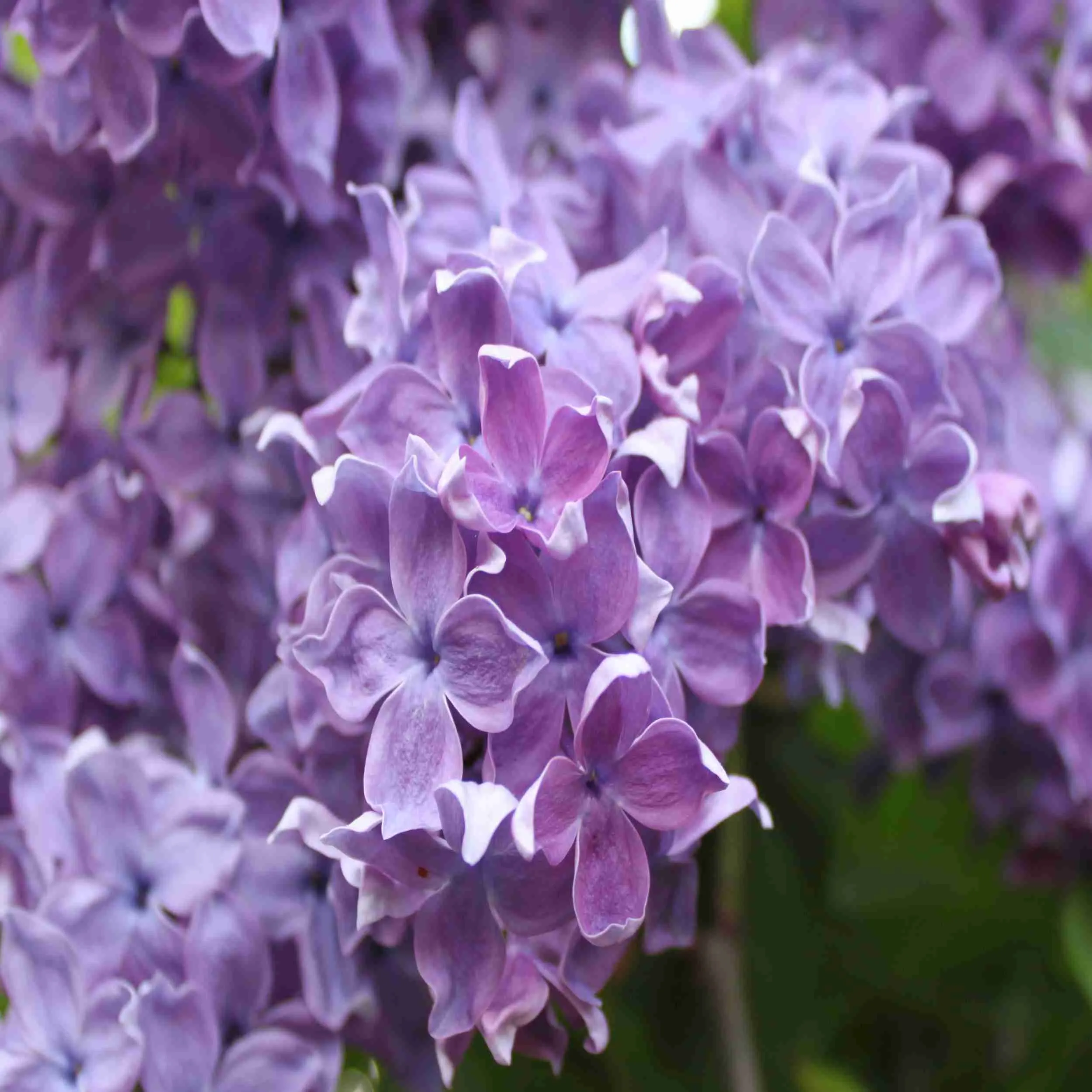 Сирень обыкновенная Сергей Рахманинов Сирень обыкновенная Сергей Рахманинов