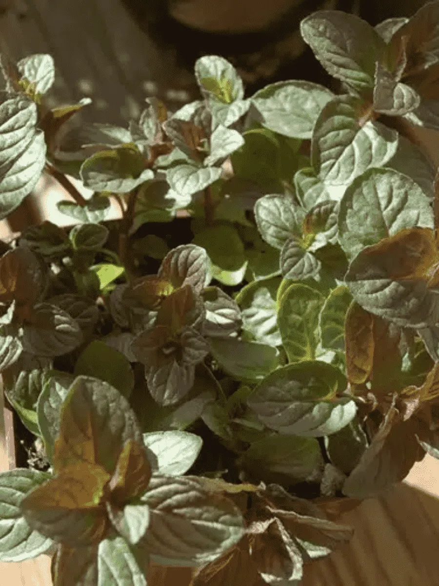 Мята Chocolate Mint